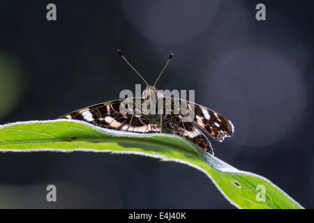 Karte-Schmetterling ruht auf einem Blatt mit Hintergrundbeleuchtung auf dunklem Hintergrund Stockfoto
