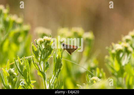 Eine männliche große Skipper Butterfly, Ochlodes Sylvanus, ruht auf einer vegetation Stockfoto