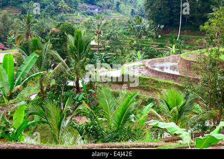 Reisfelder, vorbereitet für Reis. Bali, Indonesien Stockfoto