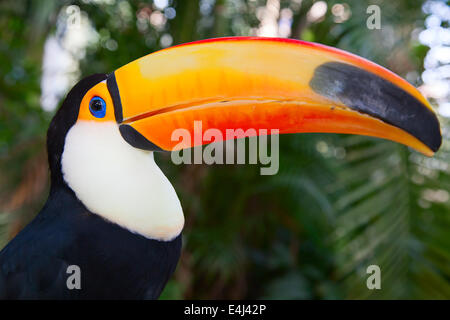 Bunte Tucan in der Voliere Stockfoto