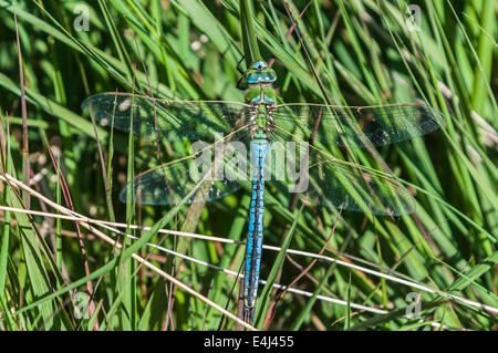 Eine Reife männliche Kaiser Libelle, Anax Imperator ruht auf einem Grashalm Stockfoto