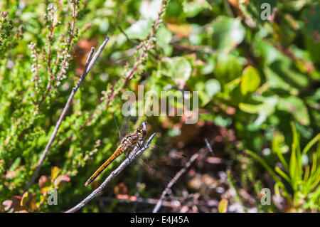 Eine unreife männliche Black Darter, Sympetrum Danae ruht auf einem Zweig. Stockfoto