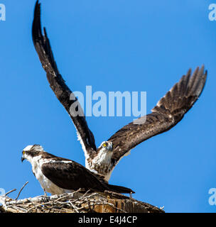 Fischadler auf Nest, Pandion Haliaetus, Sea Hawk, Fischadler, Fluss Hawk, Hawk Fisch, Raptor, Chaffee County, Colorado, USA Stockfoto