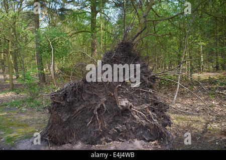 Baum von starkem Wind geblasen Stockfoto