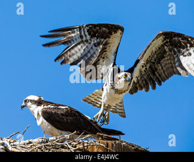 Fischadler auf Nest, Pandion Haliaetus, Sea Hawk, Fischadler, Fluss Hawk, Hawk Fisch, Raptor, Chaffee County, Colorado, USA Stockfoto