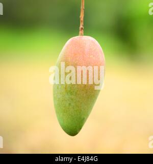 Mango auf Baum Stockfoto