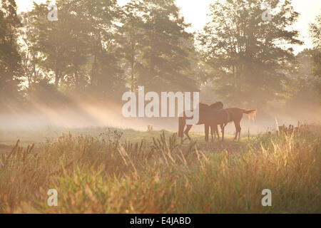 Pferde auf der Weide im dichten Nebel mit Sonnenstrahlen Stockfoto