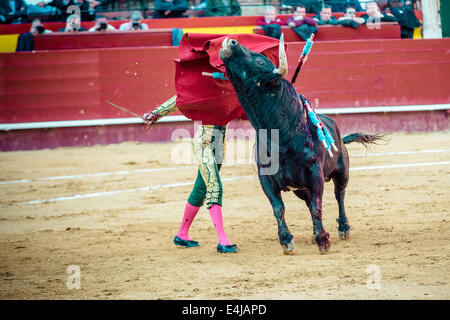 Valencia, Spanien. 16. März 2014. Spanischer Stierkämpfer JUAN JOSE PADILLA führt einen Muleta Pass beim Stierkampf in der Plaza Toros de Valencia, während die Fallas. Ein paar tausend Zuschauern gab Juan Jose Padilla ein Held empfangen in der Plaza de Toros von Valencia während die Fallas. Padilla trägt eine Augenklappe, gewinnt den Spitznamen "The Pirate", da er von einem Stier im Jahr 2011 schwer verletzt wurde. © Matthias Oesterle/ZUMA Wire/ZUMAPRESS.com/Alamy Live-Nachrichten Stockfoto