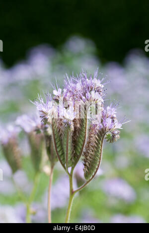 Phacelia Tanacetifolia wächst in einem englischen Garten. Stockfoto