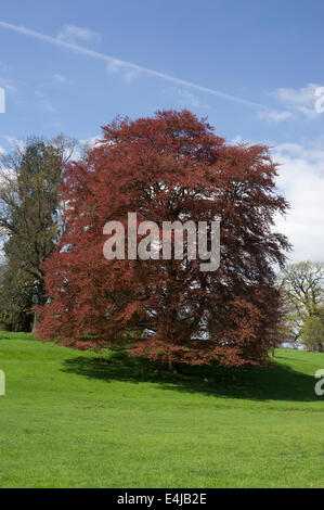 Die Gärten von Constable Burton Hall, North Yorkshire Stockfoto