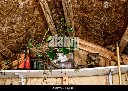 Efeu bedeckt Inhalt eines Regals in einem alten Garten Schuppen Stockfoto