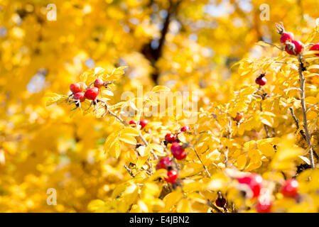 Wilde Hagebutten auf den Busch im Herbst Stockfoto