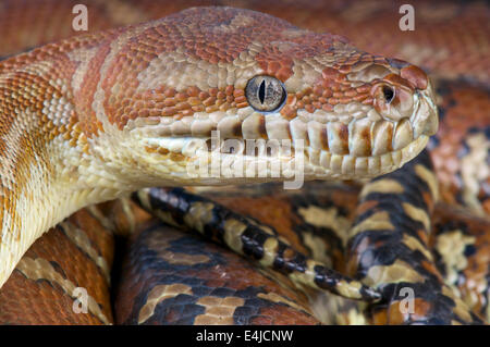 Centralian Python / Morelia Bredli Stockfoto