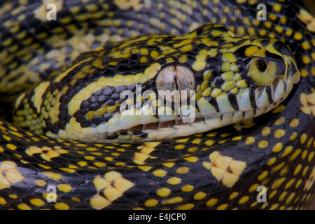 Diamant-Python / Morelia Spilota Spilota Stockfoto