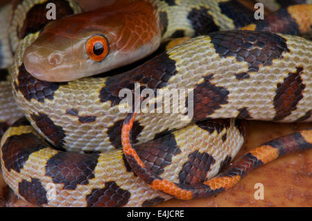 Hundert Blumen Schlange / bieten Moellendorffi Stockfoto
