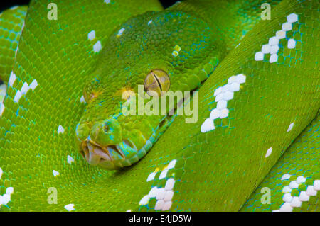 Green Sie Tree Python /Morelia viridis Stockfoto
