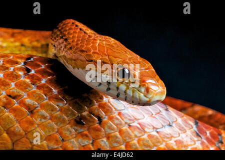 Kornnatter / Pantherophis Guttatus Stockfoto