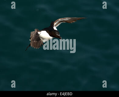 Tordalk im Flug Stockfoto