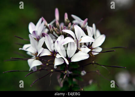 Cleome Hassleriana, allgemein bekannt als Spider-Blume oder Spider-Anlage in LU Botanical Garden Riga Lettland Stockfoto