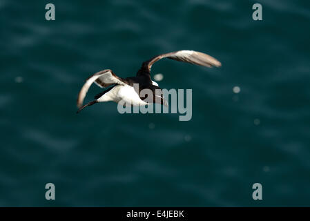 Tordalk im Flug Stockfoto