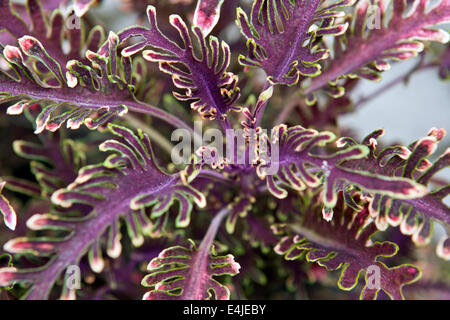 Coleus X blumei Blätter lila Eiche in Nahaufnahme LU Botanical Garden Riga Lettland Stockfoto