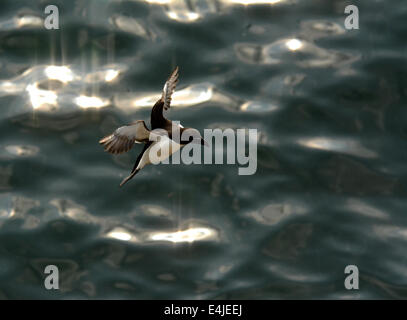 Tordalk im Flug Stockfoto