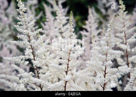 Astilbe Japonica Bronzelaub in Nahaufnahme an LU Botanical Garden Riga Lettland Stockfoto