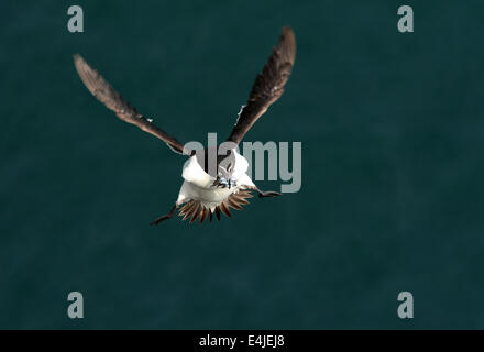 Tordalk im Flug Stockfoto