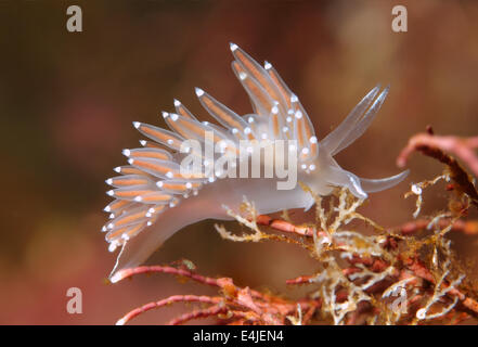 Nacktschnecken oder Meeresschnecke (Flabellina verzweigt) Meer von Japan, Rudnaya Pristan, Fernost, Primorsky Krai, Rußland Stockfoto