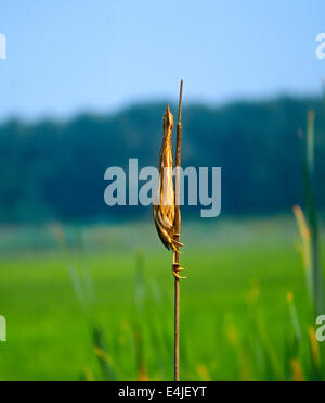 Kleine Rohrdommel (Ixobrychus Minutus) weiblich getarnt auf einem Reed-.jpg Stockfoto