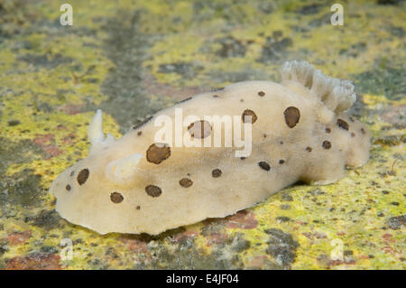 Nacktschnecken oder Meeresschnecke (Diaulula Sandiegensis) Meer von Japan, Rudnaya Pristan, Fernost, Primorsky Krai, Rußland Stockfoto