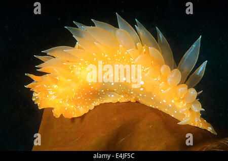 Nacktschnecken oder Sea Slug - goldene Diron (Dirona Aurantia) Meer von Japan, Rudnaya Pristan, Fernost, Primorsky Krai, Rußland Stockfoto