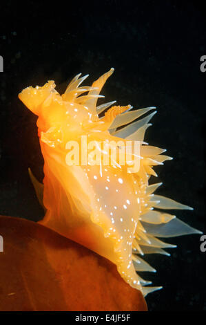 Nacktschnecken oder Sea Slug - goldene Diron (Dirona Aurantia) Meer von Japan, Rudnaya Pristan, Fernost, Primorsky Krai, Rußland Stockfoto