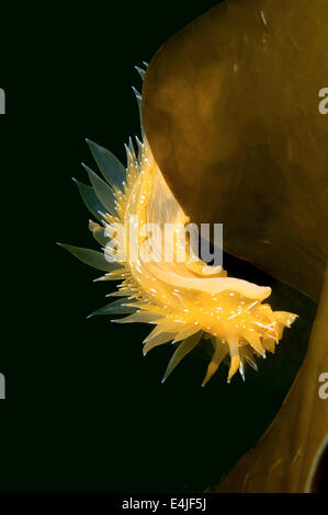 Nacktschnecken oder Sea Slug - goldene Diron (Dirona Aurantia) Meer von Japan, Rudnaya Pristan, Fernost, Primorsky Krai, Rußland Stockfoto