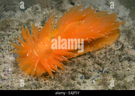 Nacktschnecken oder Sea Slug - goldene Diron (Dirona Aurantia) Meer von Japan, Rudnaya Pristan, Fernost, Primorsky Krai, Rußland Stockfoto