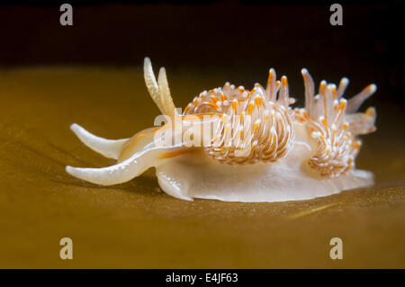 Nacktschnecken oder Meeresschnecke (Hermissenda Crassicornis) Meer von Japan, Rudnaya Pristan, Fernost, Primorsky Krai, Rußland Stockfoto