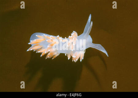 Nacktschnecken oder Meeresschnecke (Flabellina Athadona) Meer von Japan, Rudnaya Pristan, Fernost, Primorsky Krai, Rußland Stockfoto