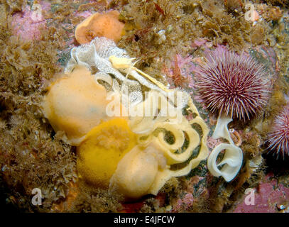 Nacktschnecken oder Meeresschnecke mit Eiern (Archidoris Pseudoargus) mit Eiern, Meer von Japan, Rudnaya Pristan, Fernost, Primorsky Krai, Stockfoto