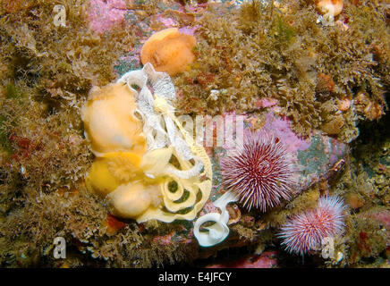 Nacktschnecken oder Meeresschnecke mit Eiern (Archidoris Pseudoargus) mit Eiern, Meer von Japan, Rudnaya Pristan, Fernost, Primorsky Krai, Stockfoto