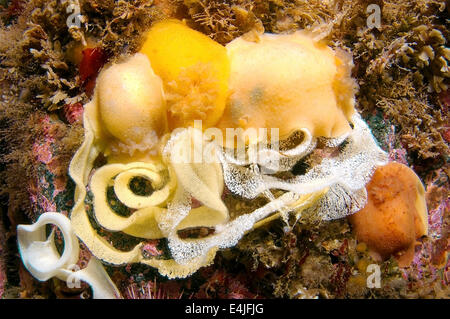 Nacktschnecken oder Meeresschnecke mit Eiern (Archidoris Pseudoargus) mit Eiern, Meer von Japan, Rudnaya Pristan, Fernost, Primorsky Krai, Stockfoto