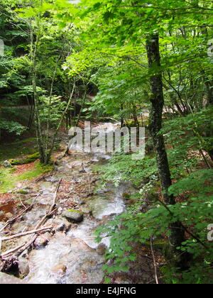 Nishizawa Tal in Yamanashi, Japan Stockfoto