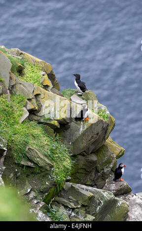 Papageitaucher (Fratercula Arctica) und Tordalk (Alca Torda) auf Küstenfelsen. Stockfoto