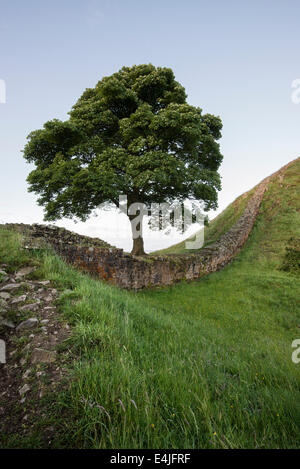 Bergahorn Lücke am Hadrianswall nahe zweimal gebraut in Northumberland, England früh an einem Sommermorgen Stockfoto