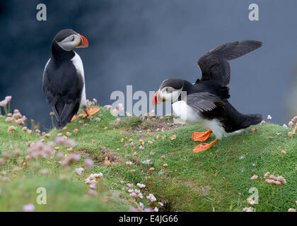 Ein paar der Papageitaucher (Fratercula Arctica) Stockfoto