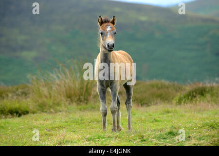 Long Mynd Shropshire Hügel Uk 13. Juli 2014.  Geboren wild zu sein! Zwei Wochen alten wildes Pony Fohlen seine Beine auf den Hügeln von Shropshire. Bildnachweis: David Bagnall/Alamy Live-Nachrichten Stockfoto