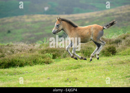 Long Mynd Shropshire Hügel Uk 13. Juli 2014.  Geboren wild zu sein! Zwei Wochen alten wildes Pony Fohlen seine Beine auf den Hügeln von Shropshire. Bildnachweis: David Bagnall/Alamy Live-Nachrichten Stockfoto