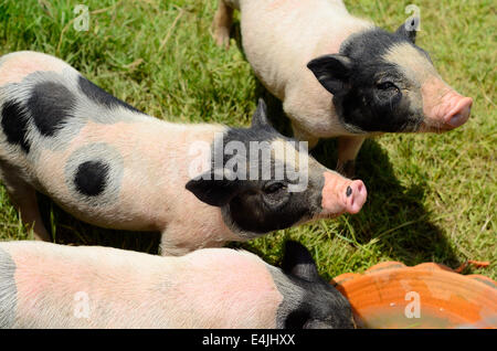 Thai-Stil vietnamesischen Pot Belly Ferkel Kindergarten Haus in Thai Schweinefarm Stockfoto