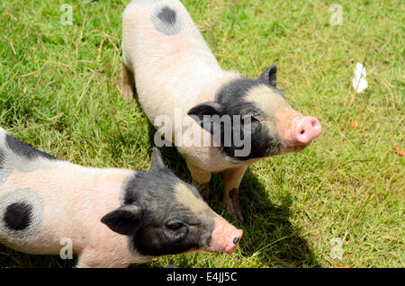 Thai-Stil vietnamesischen Pot Belly Ferkel Kindergarten Haus in Thai Schweinefarm Stockfoto