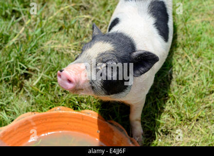 Thai-Stil vietnamesischen Pot Belly Ferkel Kindergarten Haus in Thai Schweinefarm Stockfoto