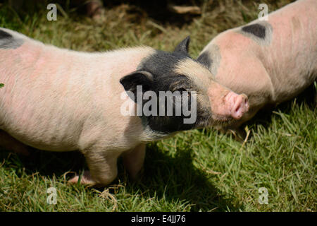 Thai-Stil vietnamesischen Pot Belly Ferkel Kindergarten Haus in Thai Schweinefarm Stockfoto